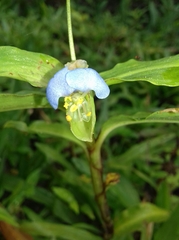 Commelina obliqua