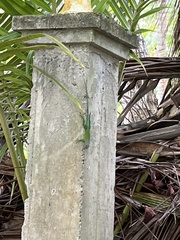 Anolis marmoratus
