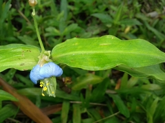 Commelina obliqua