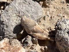 Cibolacris parviceps