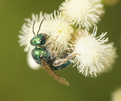Callistochlora