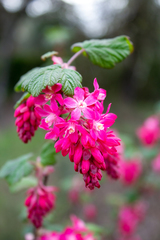 Ribes sanguineum