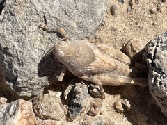 Cibolacris parviceps