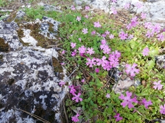 Saponaria ocymoides