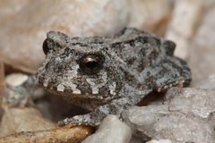 Proceratophrys cururu
