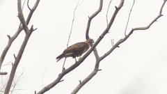 Buteo buteo