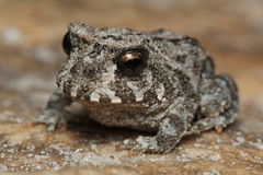 Proceratophrys cururu