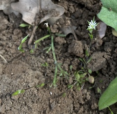 Stellaria nitens