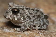 Proceratophrys cururu