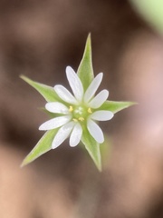 Stellaria nitens