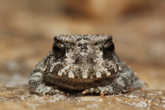 Proceratophrys cururu