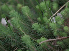 Petrosedum forsterianum