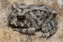 Proceratophrys cururu