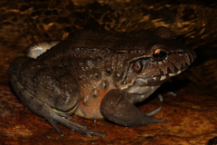 Leptodactylus labyrinthicus