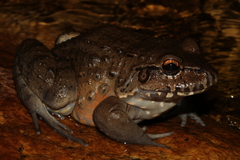 Leptodactylus labyrinthicus