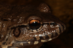 Leptodactylus labyrinthicus