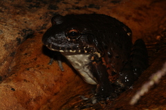 Leptodactylus labyrinthicus