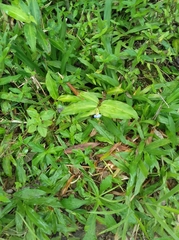 Commelina obliqua