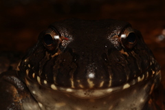 Leptodactylus labyrinthicus
