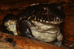 Leptodactylus labyrinthicus