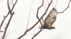 Buteo buteo