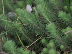 Petrosedum forsterianum