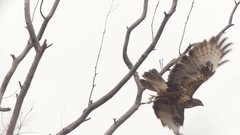 Buteo buteo