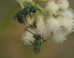 Callistochlora
