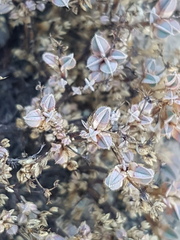 Psammotropha