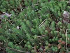 Petrosedum forsterianum