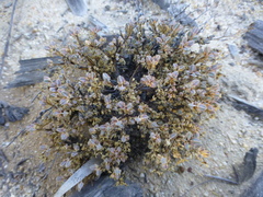 Psammotropha