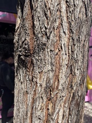 Pinopsida