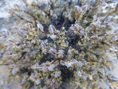 Psammotropha
