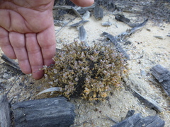 Psammotropha
