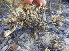 Psammotropha