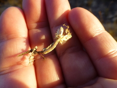 Psammotropha
