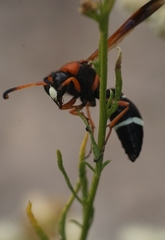 Hypodynerus chiliensis