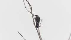 Corvus monedula