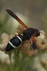 Hypodynerus chiliensis