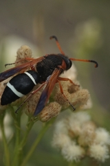 Hypodynerus chiliensis