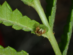 Carrhotus sannio