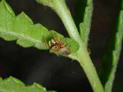 Carrhotus sannio