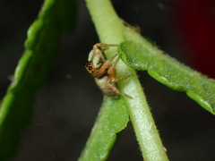 Carrhotus sannio