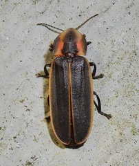 Pyractomena angulata