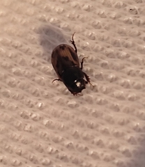 Chilothorax