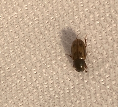 Chilothorax