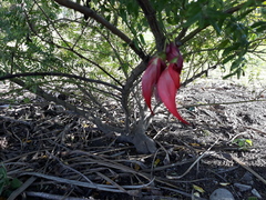Clianthus maximus