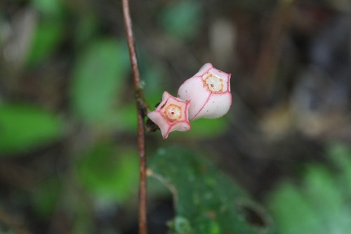 Macleania rotundifolia, 2022-02-21