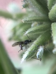 Macrosiphum albifrons