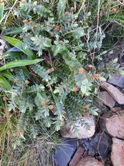 Veronica amplexicaulis